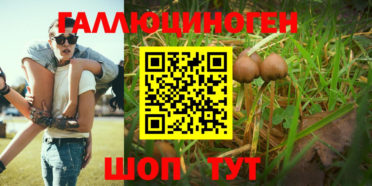 Псилоцибиновые грибы Psilocybe Отрадный